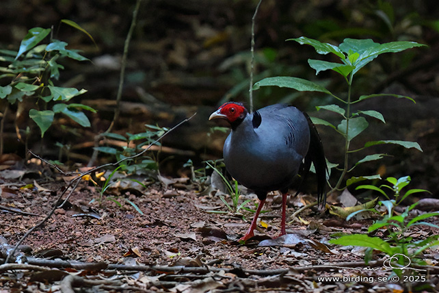 SIAMESE FIREBACK (Lophura diardi) - STOR BILD / FULL SIZE