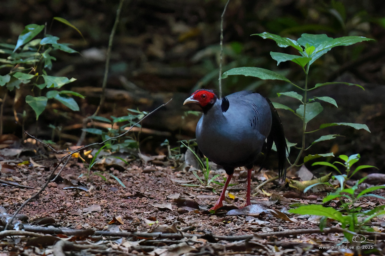 SIAMESE FIREBACK (Lophura diardi) - Stäng / close