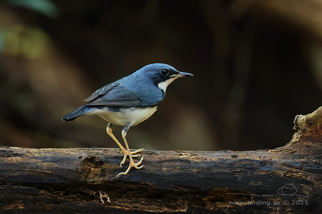 SIBERIAN BLUE ROBIN (Larvivora cyane) - STOR BILD / FULL SIZE