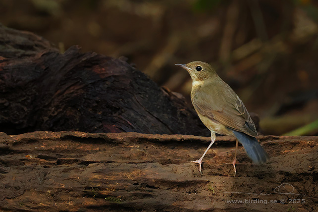 SIBERIAN BLUE ROBIN (Larvivora cyane) - STOR BILD / FULL SIZE