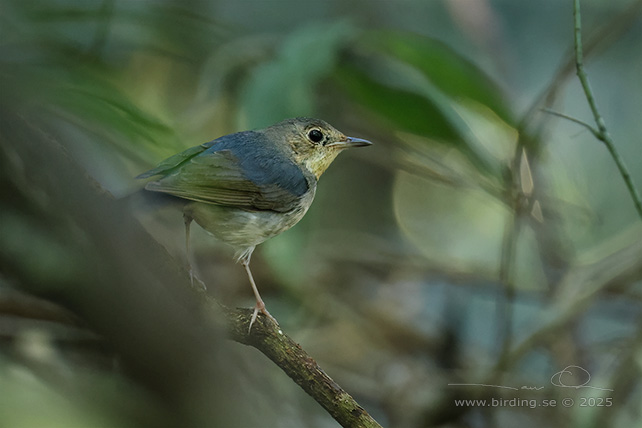 SIBERIAN BLUE ROBIN (Larvivora cyane) - STOR BILD / FULL SIZE