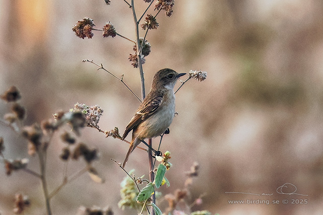 AMUR STONECHAT (Saxicola stejnegeri) - STOR BILD / FULL SIZE