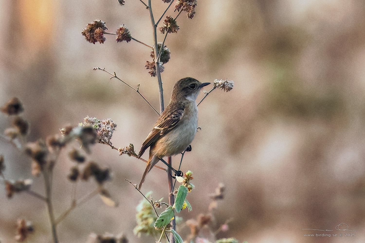 AMUR STONECHAT (Saxicola stejnegeri) - Stäng / close