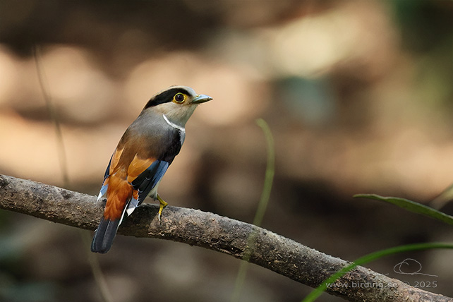 SILVER-BREASTED BROADBILL (Serilophus lunatus) - STOR BILD / FULL SIZE