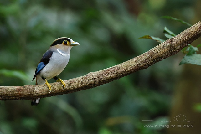 SILVER-BREASTED BROADBILL (Serilophus lunatus) - STOR BILD / FULL SIZE