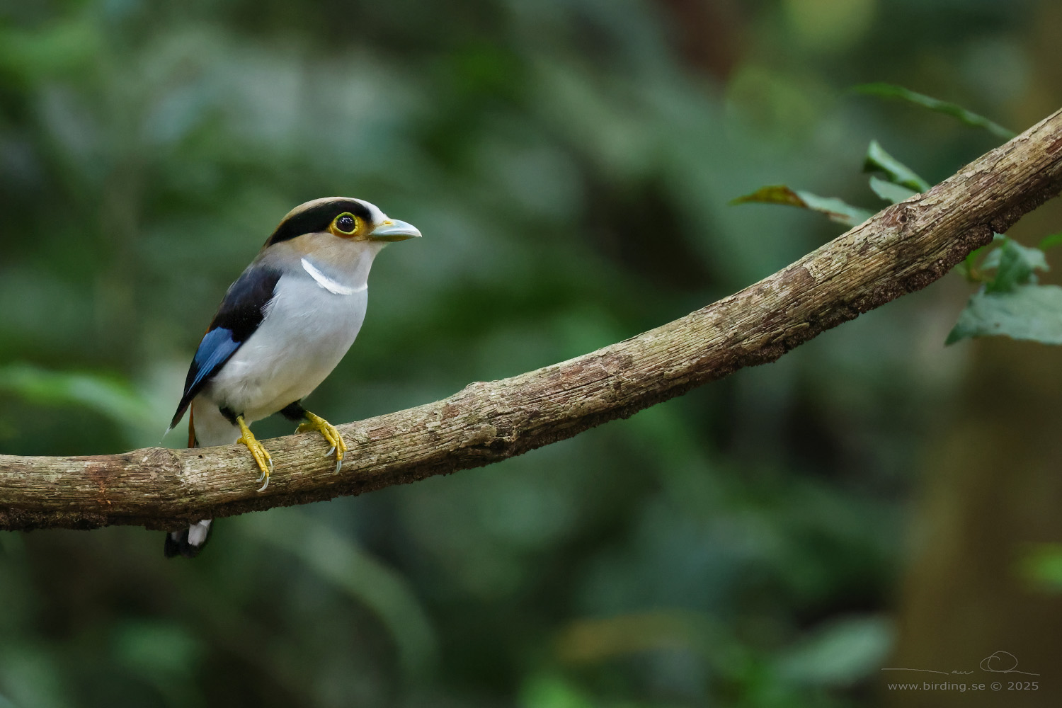 SILVER-BREASTED BROADBILL (Serilophus lunatus) - Stäng / close