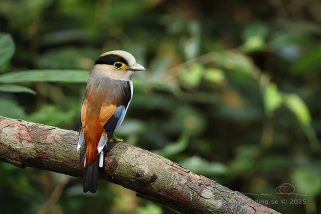 SILVER-BREASTED BROADBILL (Serilophus lunatus) - STOR BILD / FULL SIZE