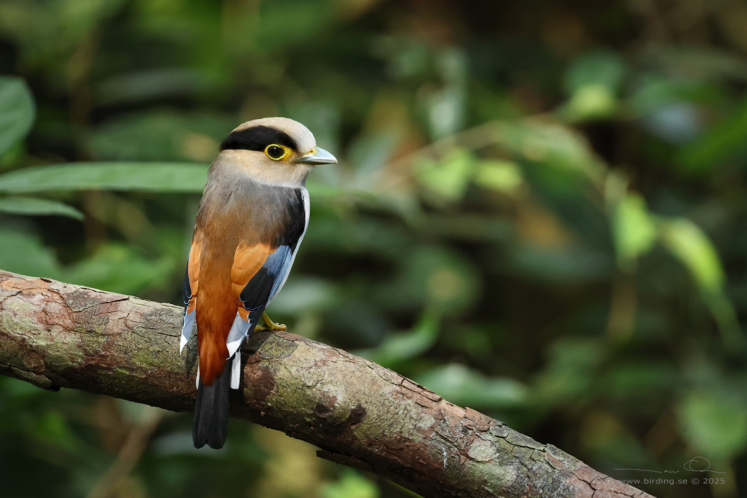 SILVER-BREASTED BROADBILL (Serilophus lunatus) - Stäng / close