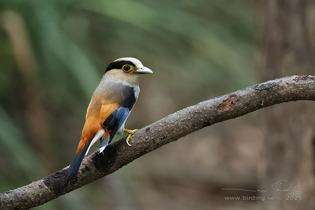 SILVER-BREASTED BROADBILL (Serilophus lunatus) - STOR BILD / FULL SIZE