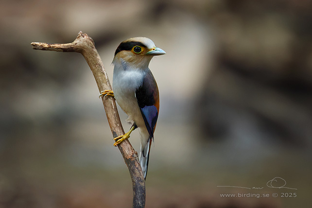 SILVER-BREASTED BROADBILL (Serilophus lunatus) - STOR BILD / FULL SIZE