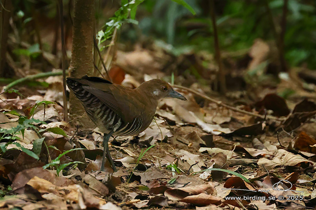 SLATY-LEGGED CRAKE (Rallina eurizonoides) - STOR BILD / FULL SIZE