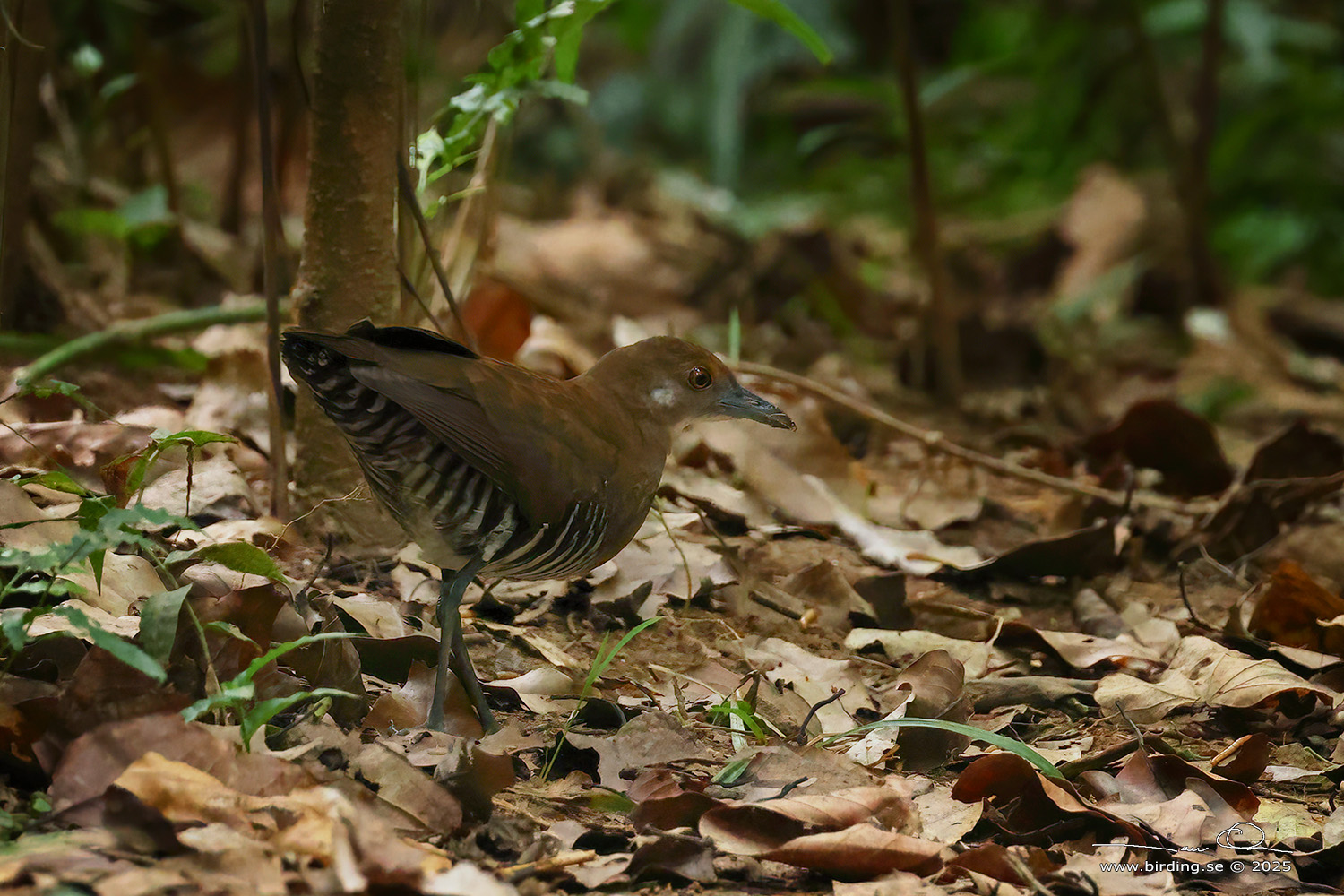 SLATY-LEGGED CRAKE (Rallina eurizonoides) - Stäng / close