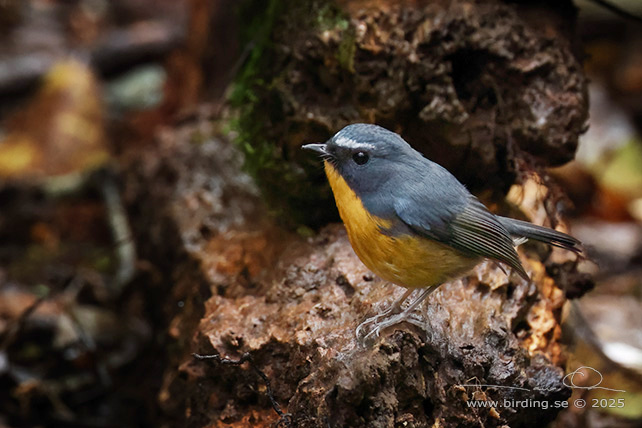 SNOWY-BROWED FLYCATCHER (Ficedula hyperythra) - STOR BILD / FULL SIZE