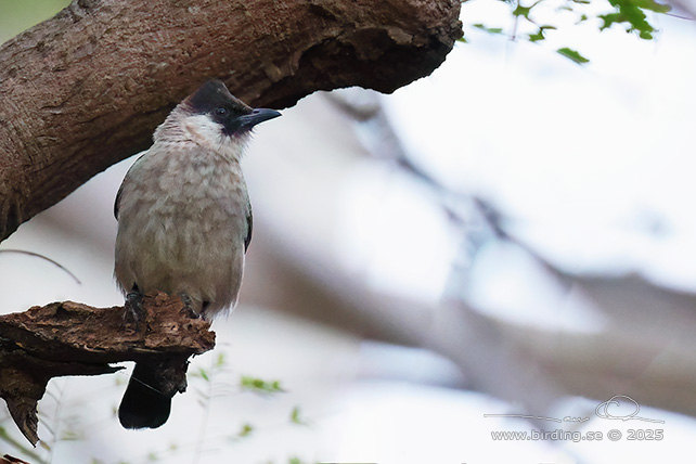 SOOTY-HEADED BULBUL (Pycnonotus aurigaster) - STOR BILD / FULL SIZE