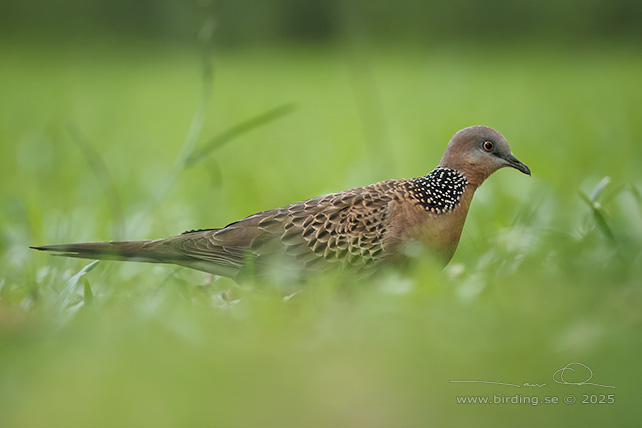 SPOTTED DOVE (Spilopelia chinensis) - STOR BILD / FULL SIZE