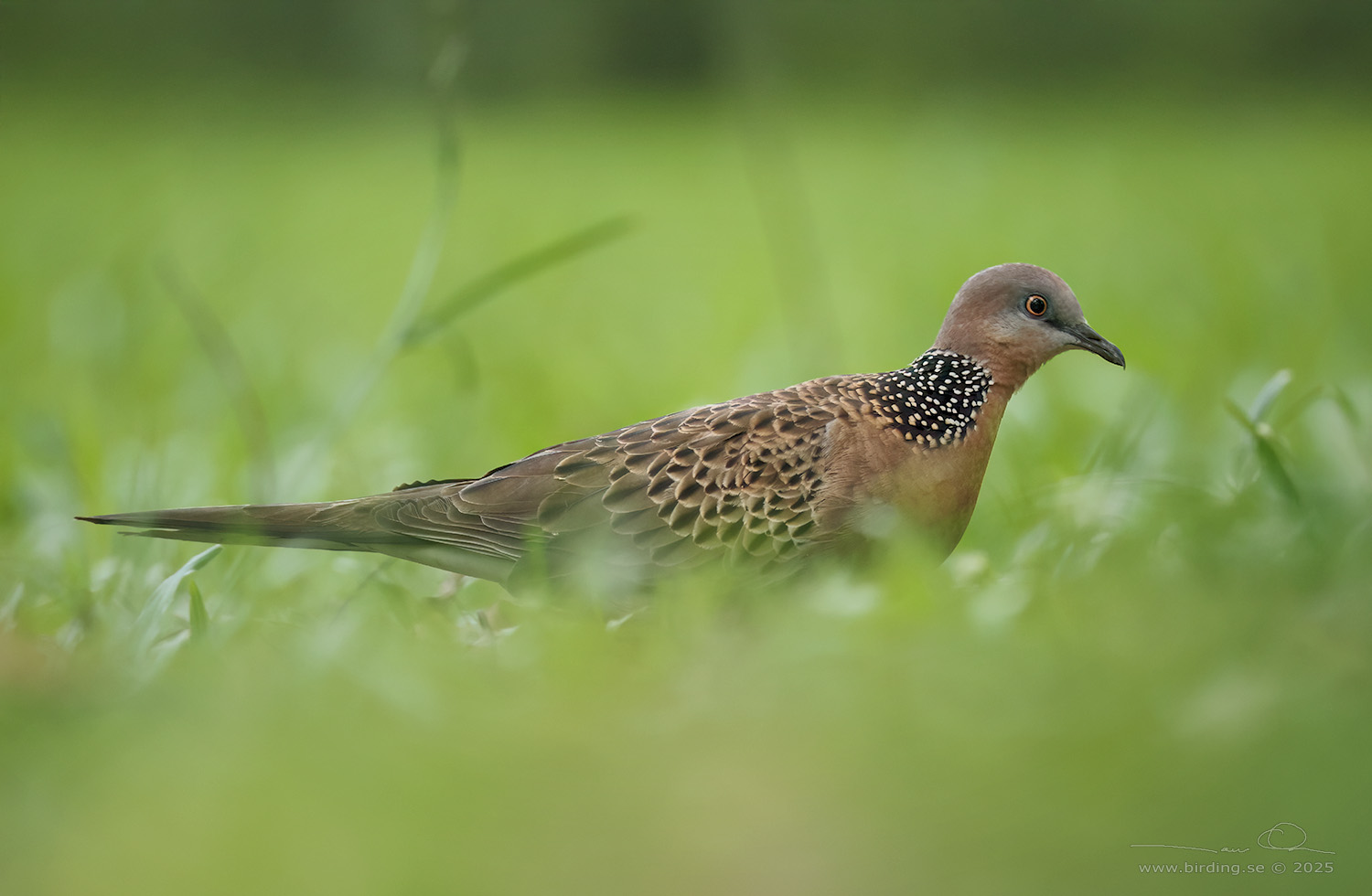 SPOTTED DOVE (Spilopelia chinensis) - Stäng / close