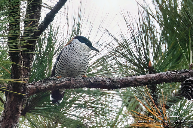 VIETNAMESE CUTIA (Cutia legalleni) - STOR BILD / FULL SIZE