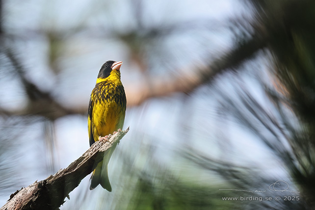 VIETNAMESE GREENFINCH (Chloris monguilloti) - STOR BILD / FULL SIZE