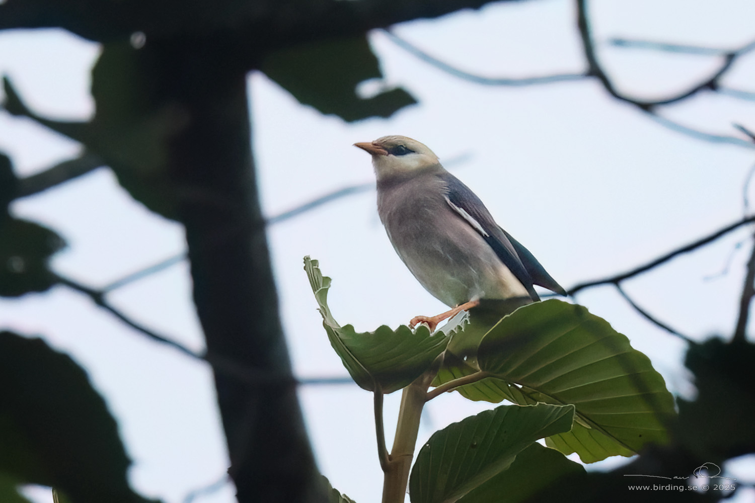 VINOUS-BREASTED MYNA (Acridotheres leucocephalus) - Stäng / close