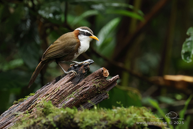 WHITE-BROWED SCIMITAR BABBLER (Pomatorhinus schisticeps) - STOR BILD / FULL SIZE