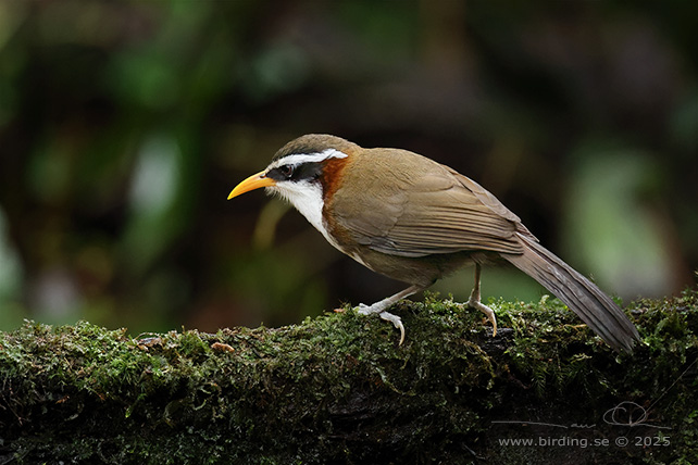 WHITE-BROWED SCIMITAR BABBLER (Pomatorhinus schisticeps) - STOR BILD / FULL SIZE