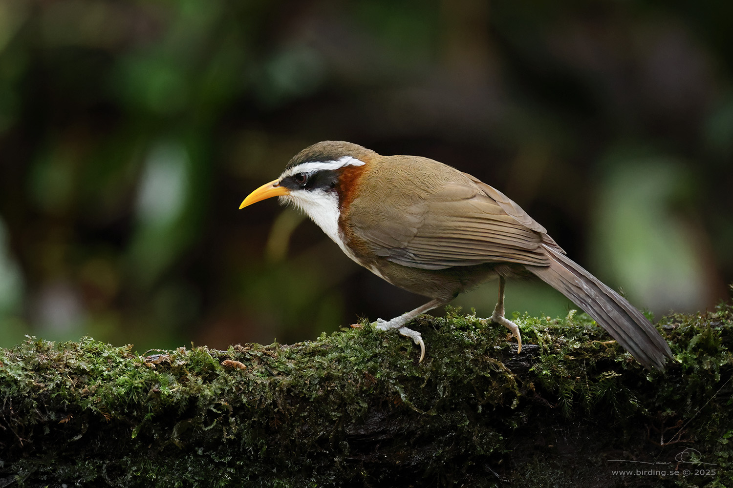 WHITE-BROWED SCIMITAR BABBLER (Pomatorhinus schisticeps) - Stäng / close