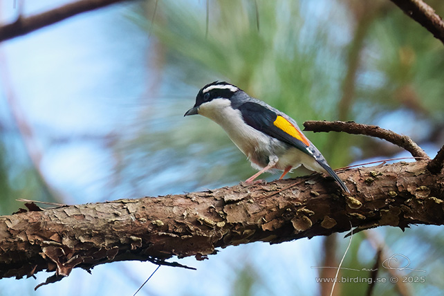 WHITE-BROWED SHRIKE-BABBLER (Pteruthius aeralatus) - STOR BILD / FULL SIZE