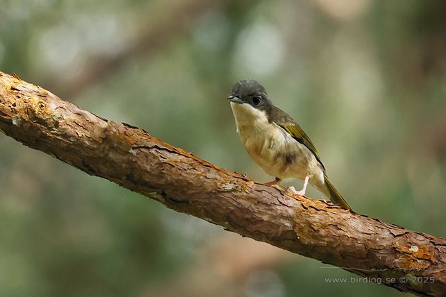 WHITE-BROWED SHRIKE-BABBLER (Pteruthius aeralatus) - STOR BILD / FULL SIZE