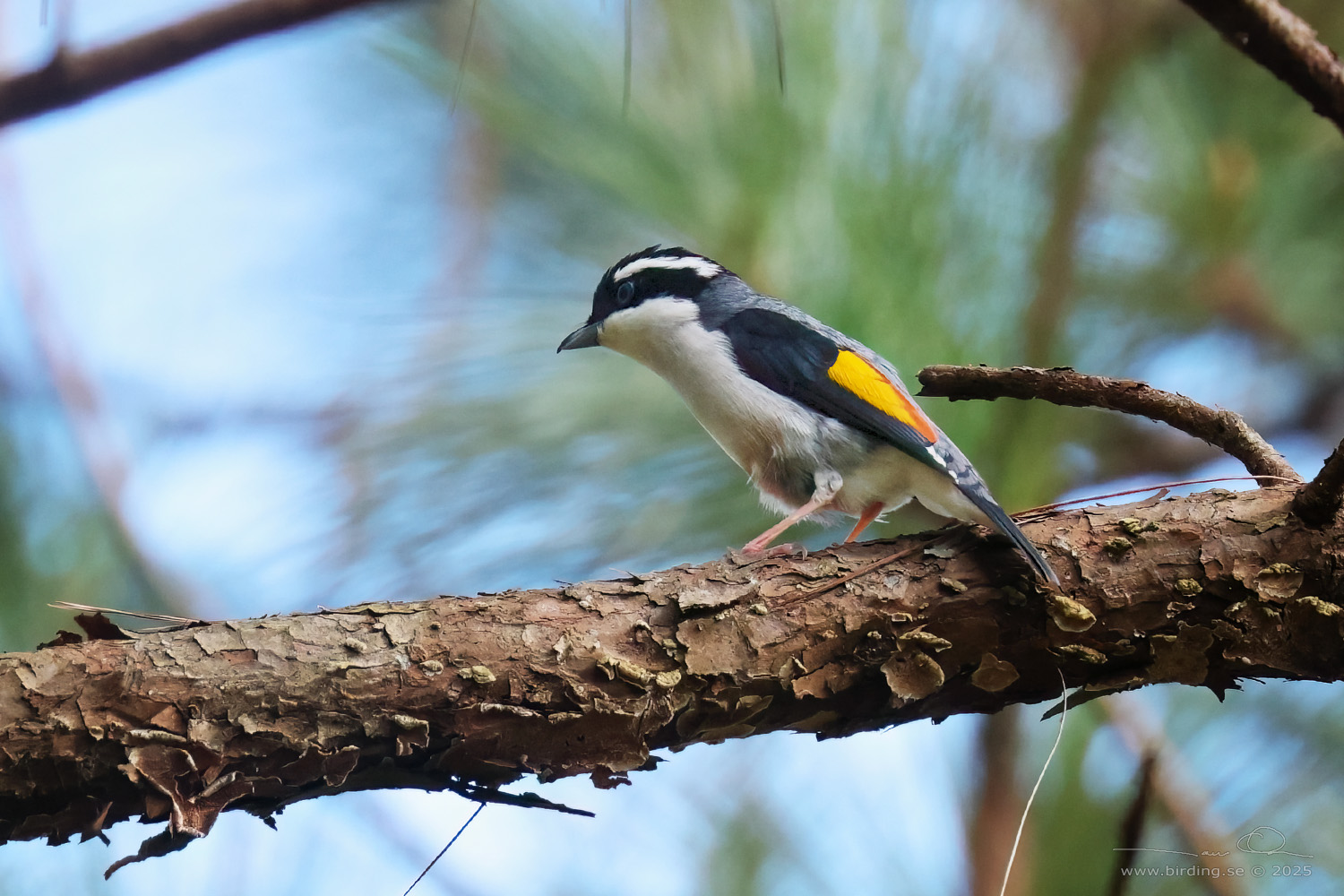 WHITE-BROWED SHRIKE-BABBLER (Pteruthius aeralatus) - Stäng / close