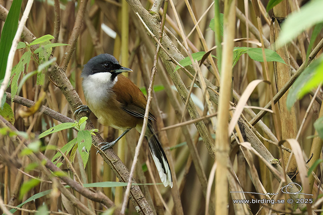 WHITE-CHEEKED LAUGHINGTHRUSH (Pterorhinus vassali) - STOR BILD / FULL SIZE