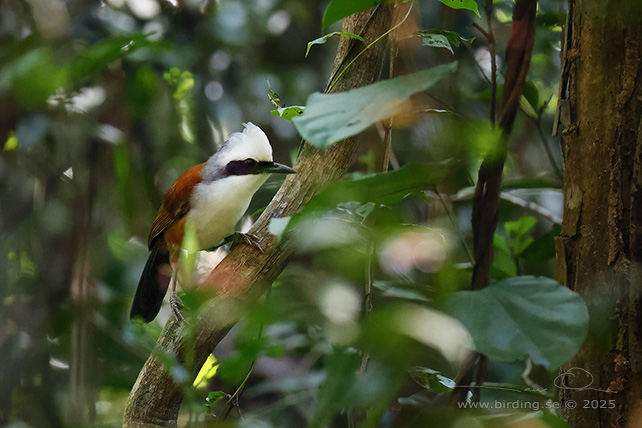 WHITE-CRESTED LAUGHINGTHRUSH (Garrulax leucolophus) - STOR BILD / FULL SIZE