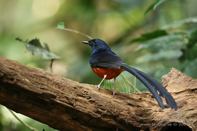 WHITE-RUMPED SHAMA (Copsychus malabaricus) - STOR BILD / FULL SIZE