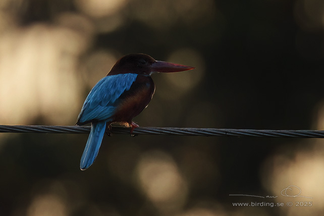 WHITE-THROATED KINGFISHER (Halcyon smyrnensis) - STOR BILD / FULL SIZE