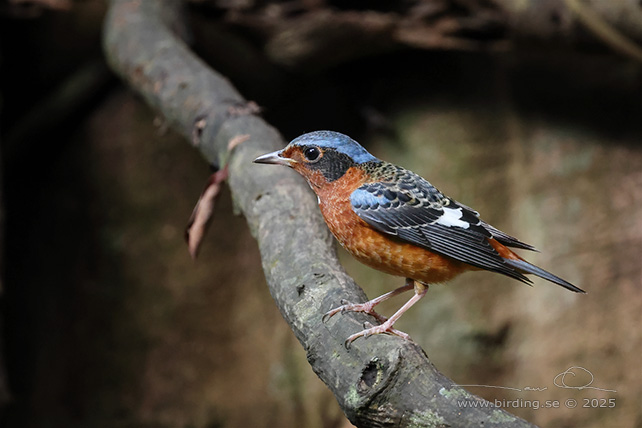 WHITE-THROATED ROCK THRUSH (Monticola gularis) - STOR BILD / FULL SIZE