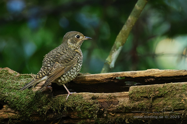 WHITE-THROATED ROCK THRUSH (Monticola gularis) - STOR BILD / FULL SIZE