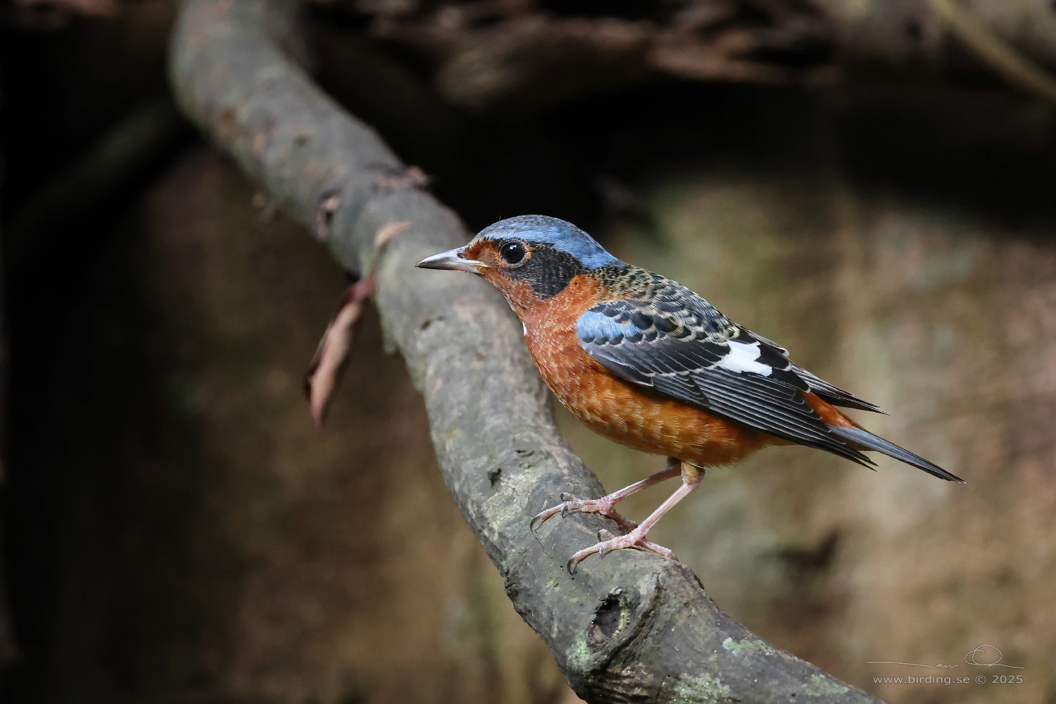 WHITE-THROATED ROCK THRUSH (Monticola gularis) - Stäng / close