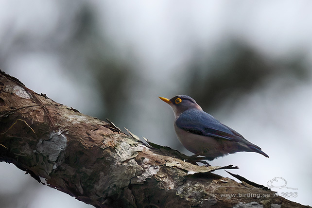 YELLOW-BILLED NUTHATCH (Sitta solangiae) - STOR BILD / FULL SIZE