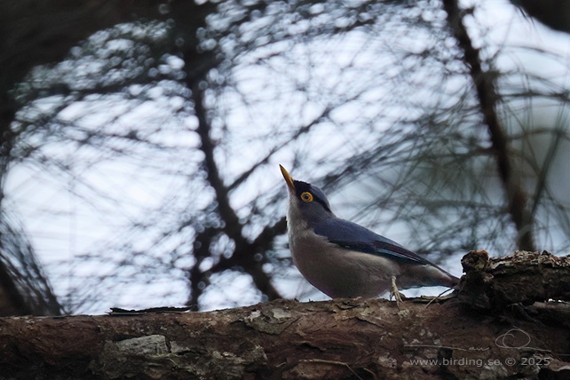 YELLOW-BILLED NUTHATCH (Sitta solangiae) - STOR BILD / FULL SIZE