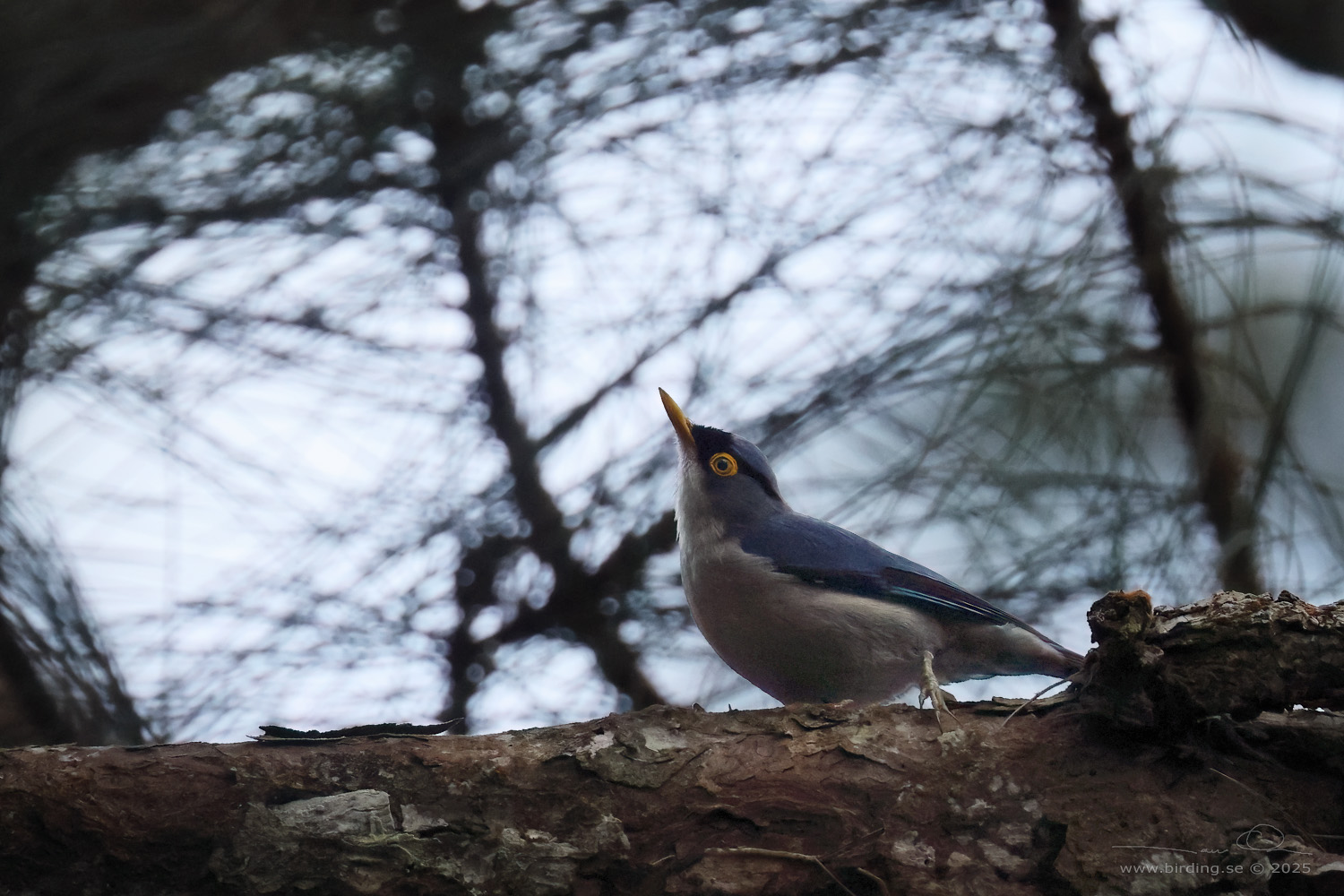 YELLOW-BILLED NUTHATCH (Sitta solangiae) - Stäng / close