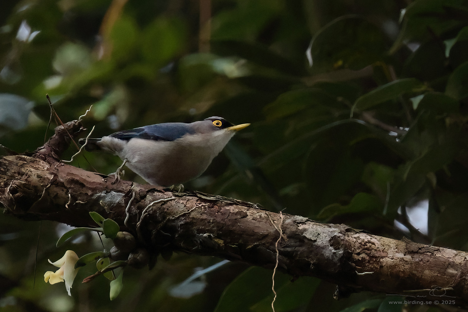 YELLOW-BILLED NUTHATCH (Sitta solangiae) - Stäng / close