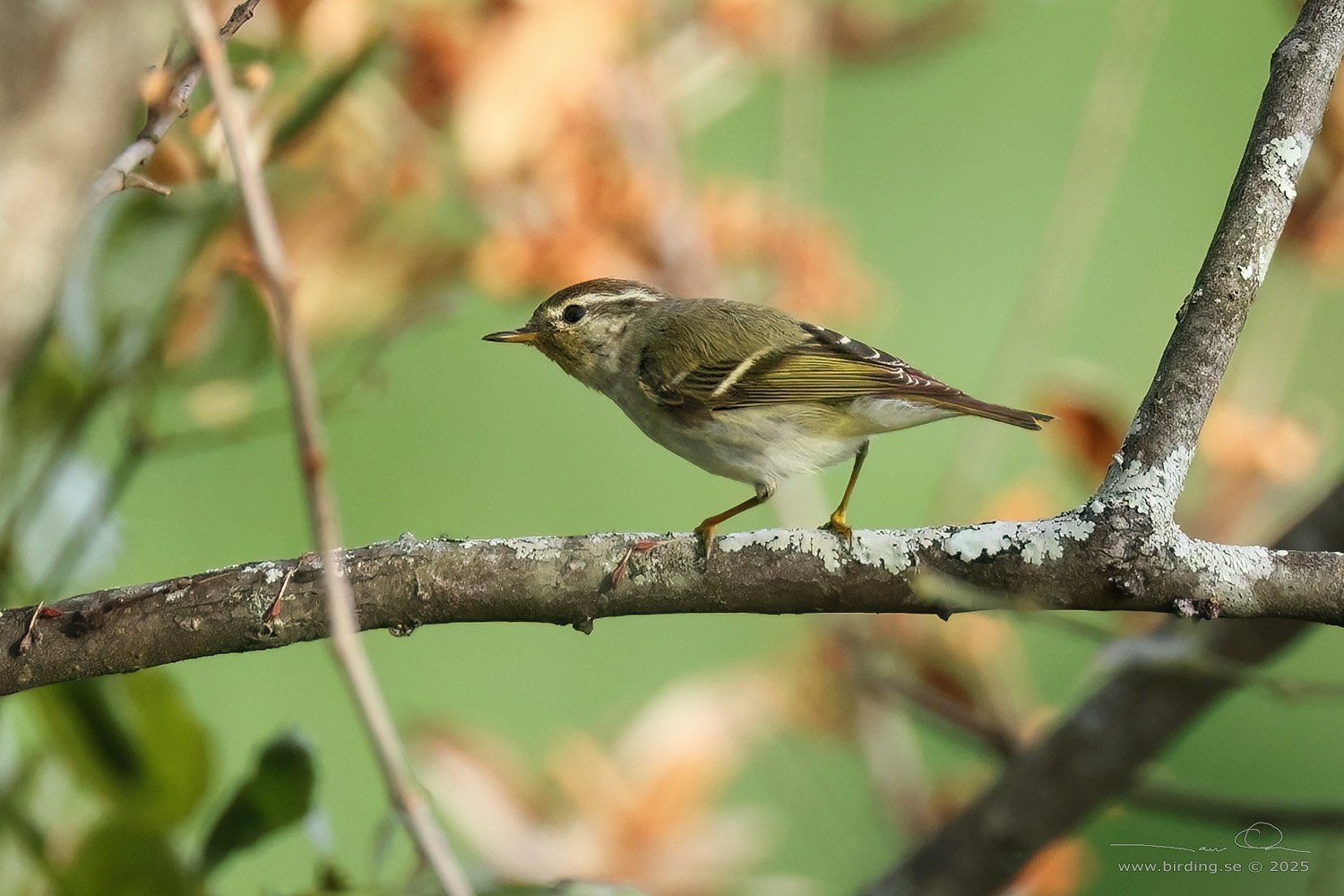 YELLOW-BROWED WARBLER (Phylloscopus inornatus) - Stäng / close