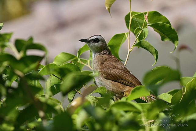 YELLOW-VENTED BULBUL (Pycnonotus goiavier) - STOR BILD / FULL SIZE