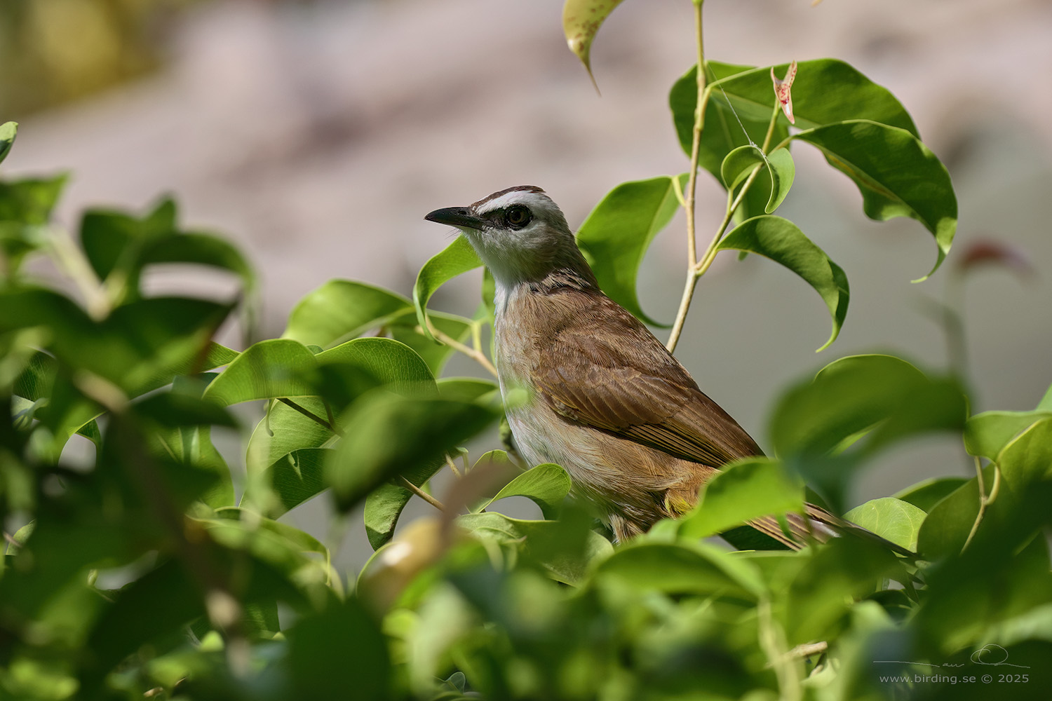 YELLOW-VENTED BULBUL (Pycnonotus goiavier)) - Stäng / close