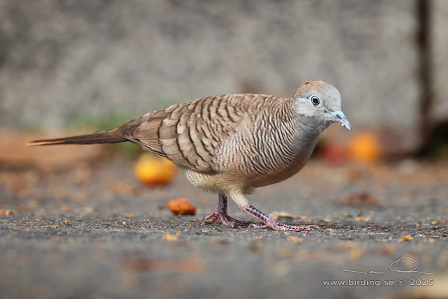 ZEBRA DOVE (Geopelia striata) - STOR BILD / FULL SIZE