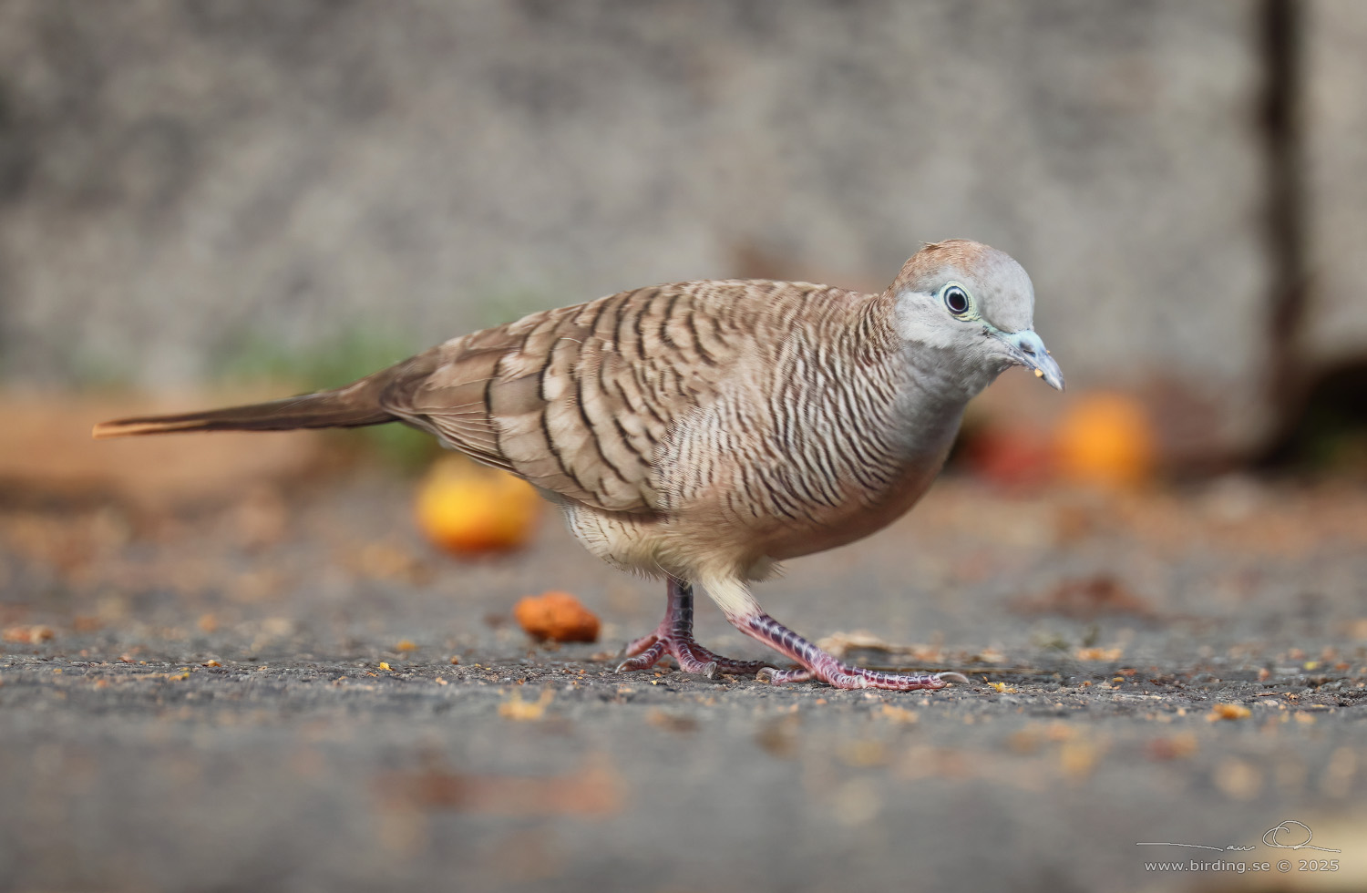 ZEBRA DOVE (Geopelia striata) - Stäng / close