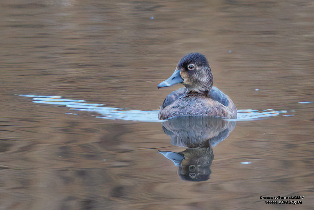 RINGAND / RING-NECKED DUCK (Aythya collaris) - Stng / Close