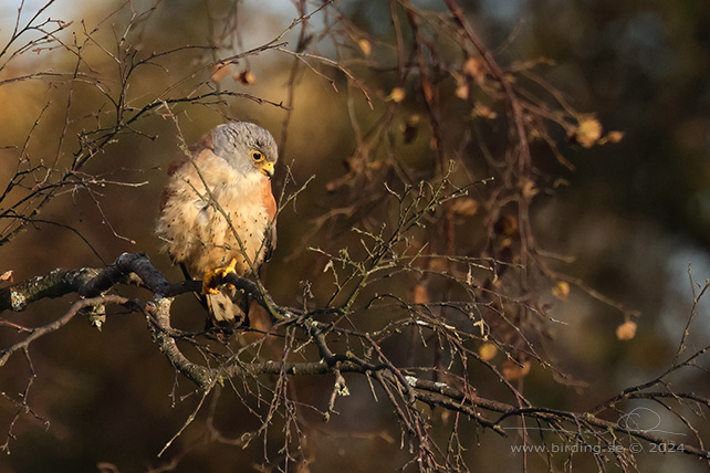 RDFALK / LESSER KESTREL (Falco naumanni)