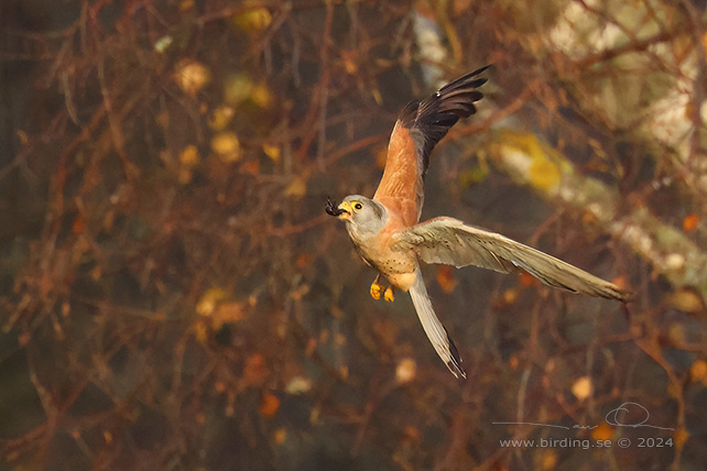 RDFALK / LESSER KESTREL (Falco naumanni) 