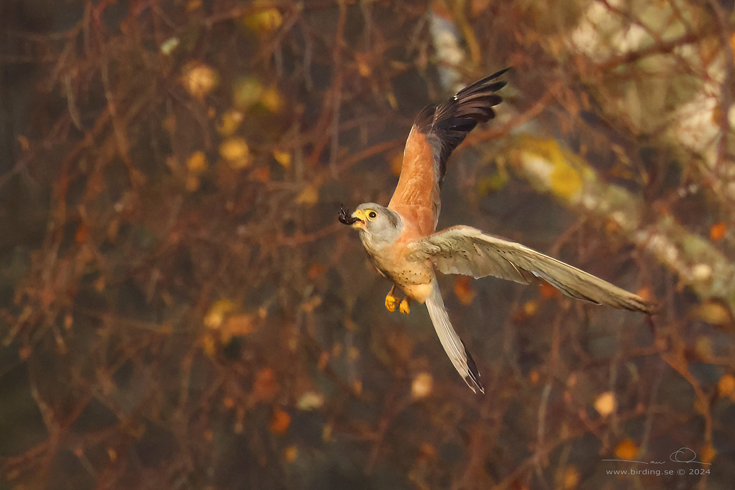 RDFALK / LESSER KESTREL (Falco naumanni) - Stäng / Close