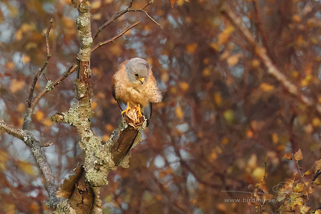 RDFALK / LESSER KESTREL (Falco naumanni) 